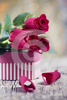 Valentines day red roses with petals and stripped present