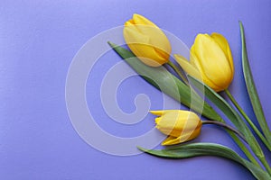 Valentines Day Tulips Romantic Card - Stock Photo