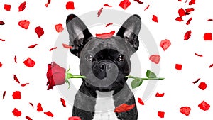 Valentines dog