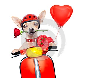 Día de San Valentín el perro 