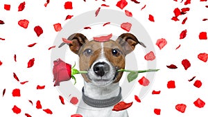 Valentines dog