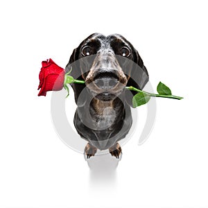 Valentines dog in love