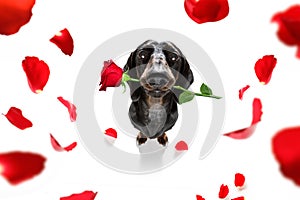Valentines dog in love