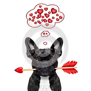 Valentines dog in love