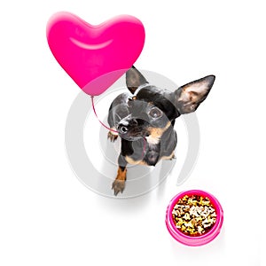 Valentines dog in love with balloon in mouth