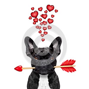 Valentines dog in love