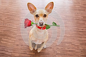 Valentines dog in love with rose in mouth