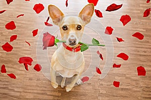 Día de San Valentín el perro enamorado con una rosa en boca 