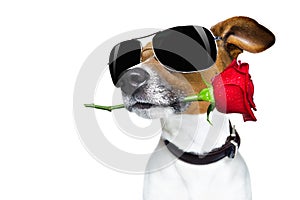 Valentines dog in love with rose in mouth