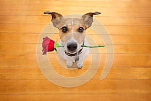 Valentines dog in love with rose in mouth