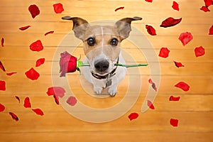 Valentines dog in love with rose in mouth