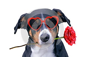 Valentines dog in love with rose in mouth