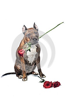 Valentines dog in love with you , with a red rose in mouth , isolated on white background