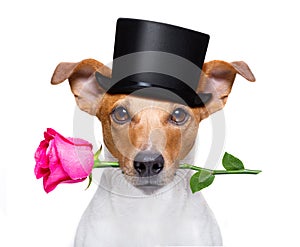 Valentines dog with a rose