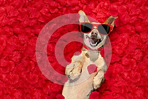 Valentines dog with rose petals
