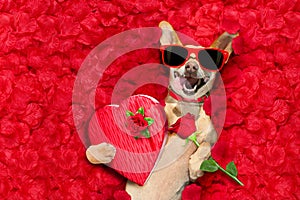 Valentines dog with rose petals