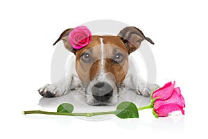 Valentines love sick dog