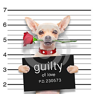 Valentines mugshot dog