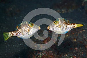 Valentines Puffers, Canthigaster valentini