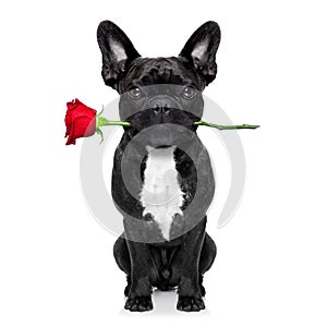 Valentines rose dog