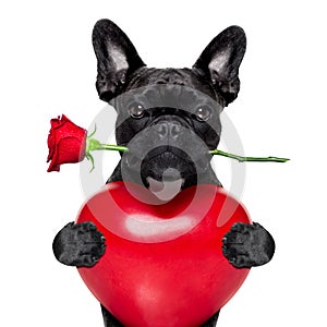 Valentínsky ruže pes 