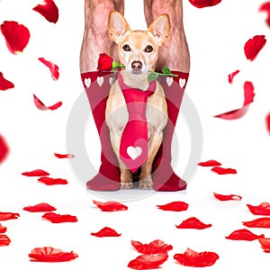 Valentines wedding dog in love