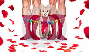 Valentines wedding dog in love