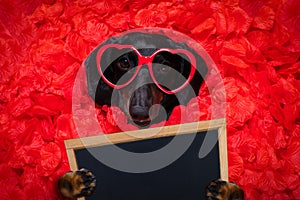 Valentines wedding dog in love