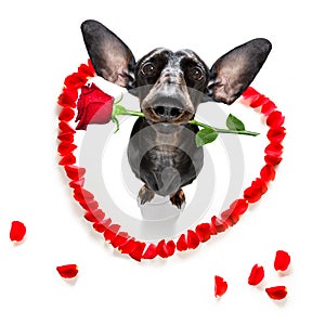 Valentines wedding dog in love