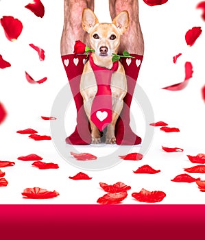 Valentines wedding dog in love