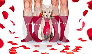 Valentines wedding dog in love