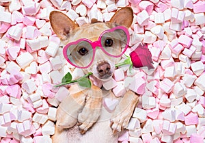 Valentines wedding dog in love wit rose