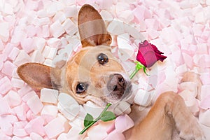 Valentines wedding dog in love wit rose