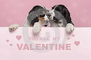 Valentineâ€™s day greeting card with two cuddling Cocker Spaniel puppies hanging over the border of a pastel pink board with text