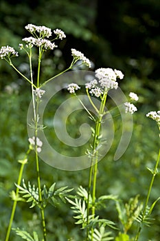 Valerian