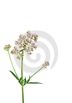 Valerian Flower photo