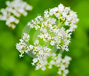 Valerian flower with an insect, green blurred background