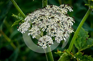 Valerian Flower with Lots of Flies photo