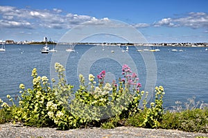 Valerian flowers at Port Louis in France