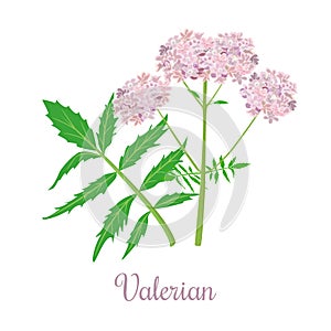 Valerian herb or Caprifoliaceae plant and flowers