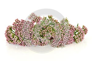 Valerian Herb Flowers