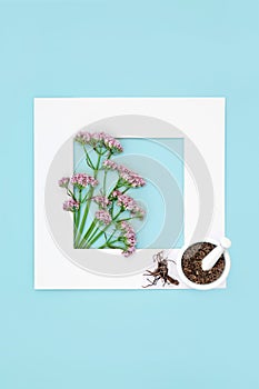 Valerian Herb Flowers and Root used in Plant Medicine