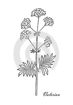 Valerian herb isolated on white background. Line art style.