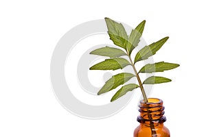 Valerian homeopathic herb