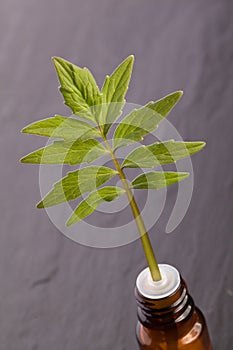 Valerian homeopathic herb