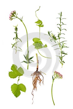 Valerian, Lavender and Hop Herbs photo