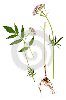 Valerian Leaf, Root and Flower photo