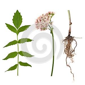Valerian Leaf, Root and Flower