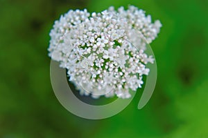 Valerian officinalis on a green background. flowers of Valerian officinalis. Healing flowers and herbs.