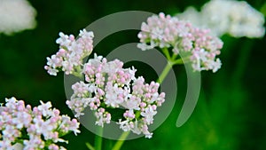 Valerian officinalis.Valerian herb. garden heliotrope.Flowering Valerian.Valerianaceae. Healing flowers and herbs.White
